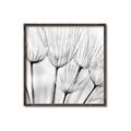 Picture of B&W Flowers end _GroupedProduct_Square_Photography _GroupedProduct_Square_Canvas_Framed_