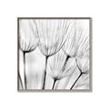 Picture of B&W Flowers end _GroupedProduct_Square_Photography _GroupedProduct_Square_Canvas_Framed_