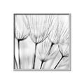 Picture of B&W Flowers end _GroupedProduct_Square_Photography _GroupedProduct_Square_Canvas_Framed_