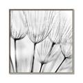 Picture of B&W Flowers end _GroupedProduct_Square_Photography _GroupedProduct_Square_Canvas_Framed_