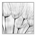 Picture of B&W Flowers end _GroupedProduct_Square_Photography _GroupedProduct_Square_Canvas_Framed_