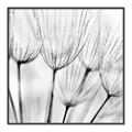 Picture of B&W Flowers end _GroupedProduct_Square_Photography _GroupedProduct_Square_Canvas_Framed_