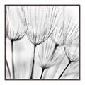 Picture of B&W Flowers end _GroupedProduct_Square_Photography _GroupedProduct_Square_Canvas_Framed_
