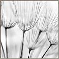 Picture of B&W Flowers end _GroupedProduct_Square_Photography _GroupedProduct_Square_Canvas_Framed_