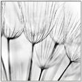 Picture of B&W Flowers end _GroupedProduct_Square_Photography _GroupedProduct_Square_Canvas_Framed_