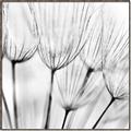 Picture of B&W Flowers end _GroupedProduct_Square_Photography _GroupedProduct_Square_Canvas_Framed_