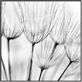 Picture of B&W Flowers end _GroupedProduct_Square_Photography _GroupedProduct_Square_Canvas_Framed_