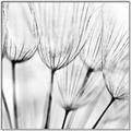 Picture of B&W Flowers end _GroupedProduct_Square_Photography _GroupedProduct_Square_Canvas_Framed_