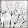 Picture of B&W Flowers end _GroupedProduct_Square_Photography _GroupedProduct_Square_Canvas_Framed_