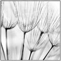 Picture of B&W Flowers end _GroupedProduct_Square_Photography _GroupedProduct_Square_Canvas_Framed_