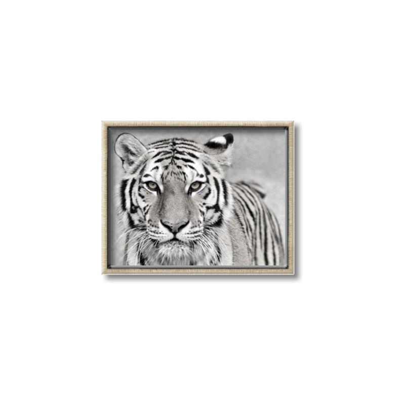 Picture of Big Tiger _GroupedProduct_Rectangle_Landscape_Photography _GroupedProduct_Rectangle_Landscape_Canvas_Framed_