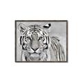 Picture of Big Tiger _GroupedProduct_Rectangle_Landscape_Photography _GroupedProduct_Rectangle_Landscape_Canvas_Framed_