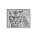 Picture of Big Tiger _GroupedProduct_Rectangle_Landscape_Photography _GroupedProduct_Rectangle_Landscape_Canvas_Framed_