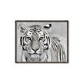 Picture of Big Tiger _GroupedProduct_Rectangle_Landscape_Photography _GroupedProduct_Rectangle_Landscape_Canvas_Framed_