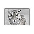 Picture of Big Tiger _GroupedProduct_Rectangle_Landscape_Photography _GroupedProduct_Rectangle_Landscape_Canvas_Framed_