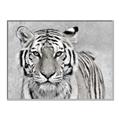 Picture of Big Tiger _GroupedProduct_Rectangle_Landscape_Photography _GroupedProduct_Rectangle_Landscape_Canvas_Framed_