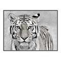 Picture of Big Tiger _GroupedProduct_Rectangle_Landscape_Photography _GroupedProduct_Rectangle_Landscape_Canvas_Framed_