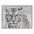 Picture of Big Tiger _GroupedProduct_Rectangle_Landscape_Photography _GroupedProduct_Rectangle_Landscape_Canvas_Framed_