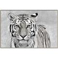 Picture of Big Tiger _GroupedProduct_Rectangle_Landscape_Photography _GroupedProduct_Rectangle_Landscape_Canvas_Framed_