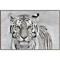 Picture of Big Tiger _GroupedProduct_Rectangle_Landscape_Photography _GroupedProduct_Rectangle_Landscape_Canvas_Framed_