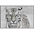 Picture of Big Tiger _GroupedProduct_Rectangle_Landscape_Photography _GroupedProduct_Rectangle_Landscape_Canvas_Framed_