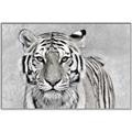 Picture of Big Tiger _GroupedProduct_Rectangle_Landscape_Photography _GroupedProduct_Rectangle_Landscape_Canvas_Framed_