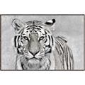 Picture of Big Tiger _GroupedProduct_Rectangle_Landscape_Photography _GroupedProduct_Rectangle_Landscape_Canvas_Framed_