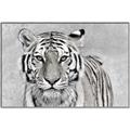 Picture of Big Tiger _GroupedProduct_Rectangle_Landscape_Photography _GroupedProduct_Rectangle_Landscape_Canvas_Framed_