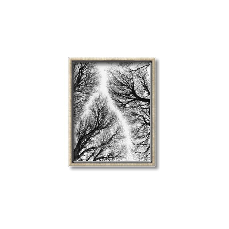 Picture of Web of Trees _GroupedProduct_Rectangle_Portrait_Photography _GroupedProduct_Rectangle_Portrait_Canvas_Framed_