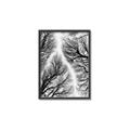 Picture of Web of Trees _GroupedProduct_Rectangle_Portrait_Photography _GroupedProduct_Rectangle_Portrait_Canvas_Framed_