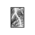 Picture of Web of Trees _GroupedProduct_Rectangle_Portrait_Photography _GroupedProduct_Rectangle_Portrait_Canvas_Framed_