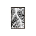 Picture of Web of Trees _GroupedProduct_Rectangle_Portrait_Photography _GroupedProduct_Rectangle_Portrait_Canvas_Framed_