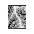 Picture of Web of Trees _GroupedProduct_Rectangle_Portrait_Photography _GroupedProduct_Rectangle_Portrait_Canvas_Framed_