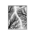 Picture of Web of Trees _GroupedProduct_Rectangle_Portrait_Photography _GroupedProduct_Rectangle_Portrait_Canvas_Framed_
