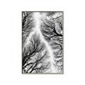 Picture of Web of Trees _GroupedProduct_Rectangle_Portrait_Photography _GroupedProduct_Rectangle_Portrait_Canvas_Framed_