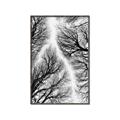 Picture of Web of Trees _GroupedProduct_Rectangle_Portrait_Photography _GroupedProduct_Rectangle_Portrait_Canvas_Framed_