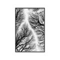 Picture of Web of Trees _GroupedProduct_Rectangle_Portrait_Photography _GroupedProduct_Rectangle_Portrait_Canvas_Framed_