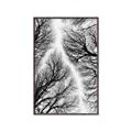 Picture of Web of Trees _GroupedProduct_Rectangle_Portrait_Photography _GroupedProduct_Rectangle_Portrait_Canvas_Framed_