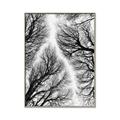 Picture of Web of Trees _GroupedProduct_Rectangle_Portrait_Photography _GroupedProduct_Rectangle_Portrait_Canvas_Framed_