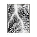 Picture of Web of Trees _GroupedProduct_Rectangle_Portrait_Photography _GroupedProduct_Rectangle_Portrait_Canvas_Framed_