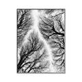 Picture of Web of Trees _GroupedProduct_Rectangle_Portrait_Photography _GroupedProduct_Rectangle_Portrait_Canvas_Framed_