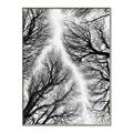 Picture of Web of Trees _GroupedProduct_Rectangle_Portrait_Photography _GroupedProduct_Rectangle_Portrait_Canvas_Framed_