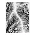 Picture of Web of Trees _GroupedProduct_Rectangle_Portrait_Photography _GroupedProduct_Rectangle_Portrait_Canvas_Framed_