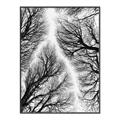 Picture of Web of Trees _GroupedProduct_Rectangle_Portrait_Photography _GroupedProduct_Rectangle_Portrait_Canvas_Framed_