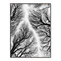 Picture of Web of Trees _GroupedProduct_Rectangle_Portrait_Photography _GroupedProduct_Rectangle_Portrait_Canvas_Framed_