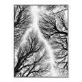 Picture of Web of Trees _GroupedProduct_Rectangle_Portrait_Photography _GroupedProduct_Rectangle_Portrait_Canvas_Framed_