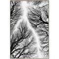Picture of Web of Trees _GroupedProduct_Rectangle_Portrait_Photography _GroupedProduct_Rectangle_Portrait_Canvas_Framed_