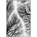 Picture of Web of Trees _GroupedProduct_Rectangle_Portrait_Photography _GroupedProduct_Rectangle_Portrait_Canvas_Framed_