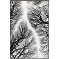 Picture of Web of Trees _GroupedProduct_Rectangle_Portrait_Photography _GroupedProduct_Rectangle_Portrait_Canvas_Framed_