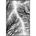 Picture of Web of Trees _GroupedProduct_Rectangle_Portrait_Photography _GroupedProduct_Rectangle_Portrait_Canvas_Framed_